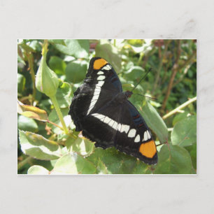 Carte Postale Papillon de la soeur de Californie