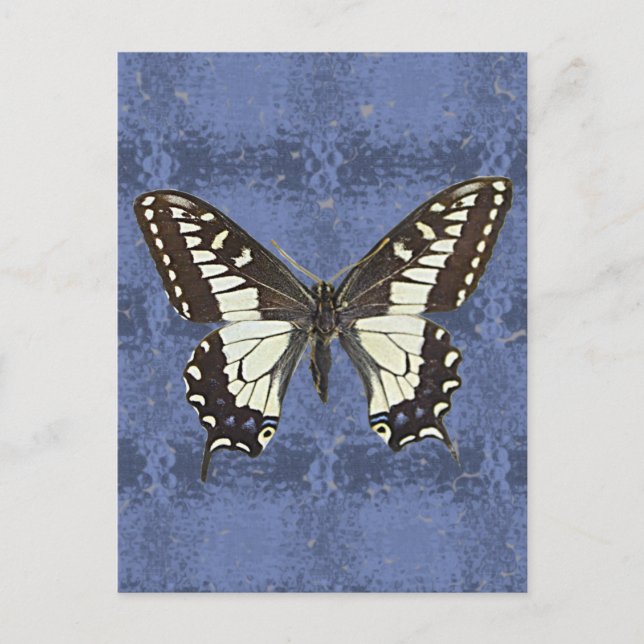 Carte Postale Papillon de l'Oregon Swallowtail (Devant)