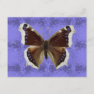 Carte Postale Papillon de manteau de deuil du Montana