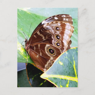 Carte Postale papillon de nuit à l'œil joli brun beige image ins