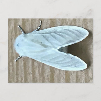 Carte Postale Papillon de nuit blanc Bug