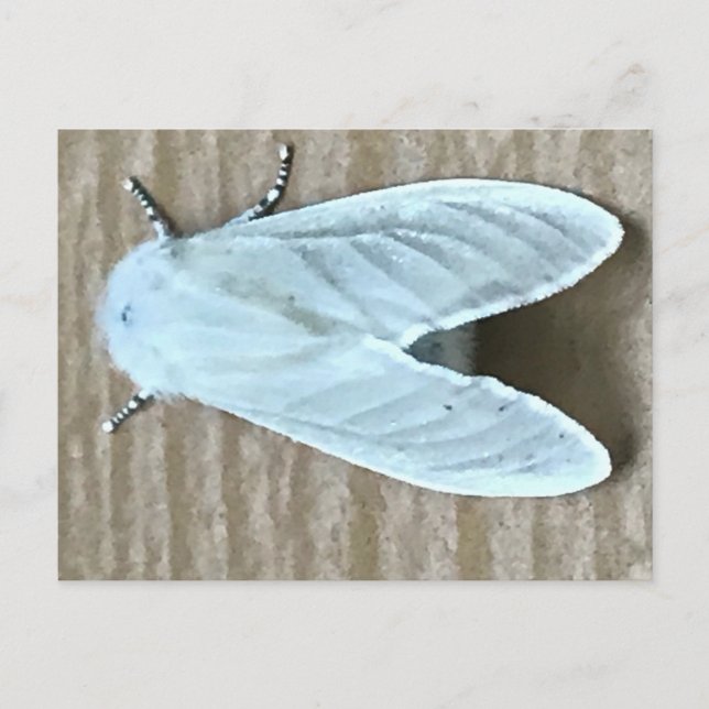 Carte Postale Papillon de nuit blanc Bug  (Devant)