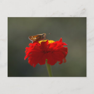 Carte Postale Papillon de nuit et Zinnia rouge
