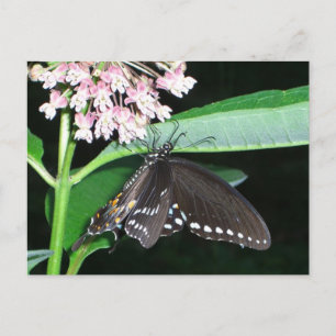 Carte Postale Papillon de nuit Papilio polyxenes à Shenandoah