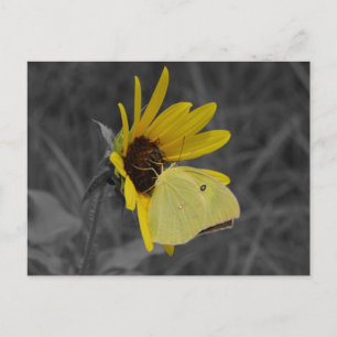 Carte postale Papillon de repos