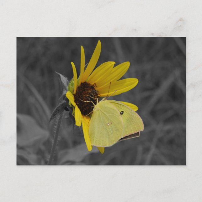 Carte postale Papillon de repos (Devant)