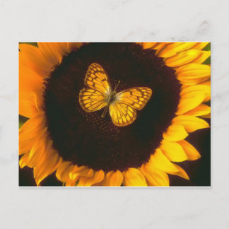 Carte Postale Papillon de tournesol