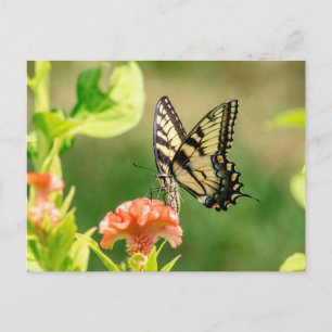 Carte Postale Papillon d'épaisse du tigre oriental