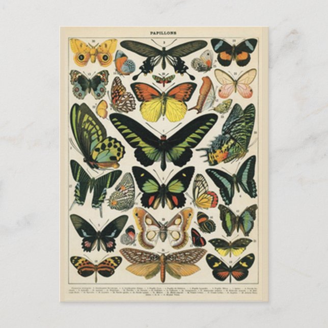 Carte Postale Papillon d'histoire naturelle (Devant)