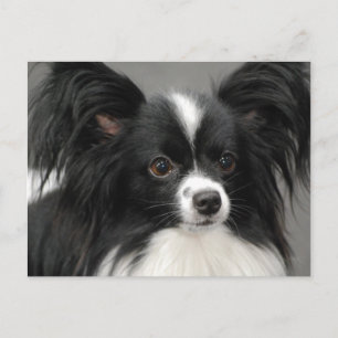 Carte postale Papillon Dog