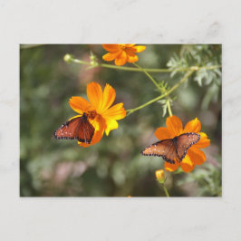 Carte Postale Papillon double