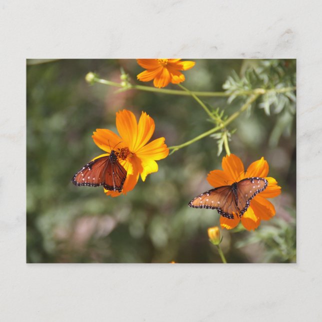 Carte Postale Papillon double (Devant)