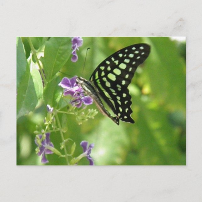 Carte postale Papillon du jardin (Devant)