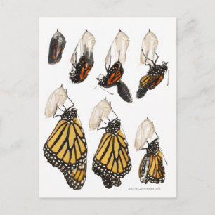 Carte Postale Papillon émergeant du coccoon