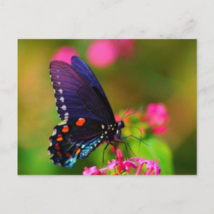 Carte Postale Papillon épicebush Swallowtail