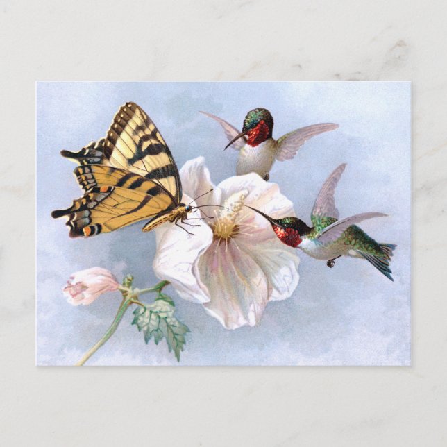 Carte Postale Papillon et colibri (Devant)