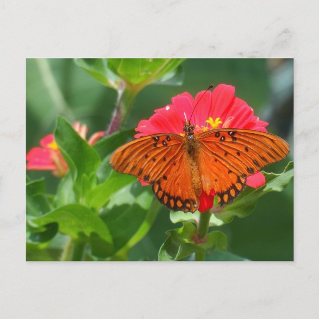 Carte Postale Papillon et Fleur rose (Devant)