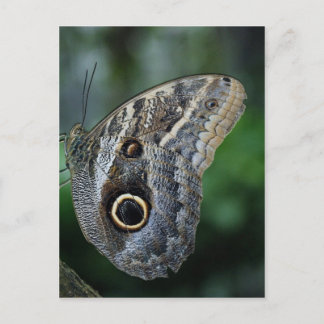 Carte Postale Papillon Extraordinaire Caligo Eurilochus