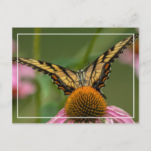 Carte Postale Papillon face à face