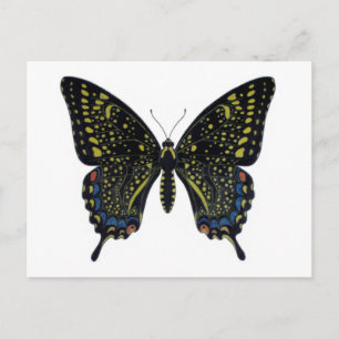 Carte postale Papillon factice
