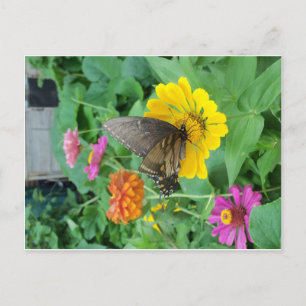 Carte Postale Papillon foncé 1