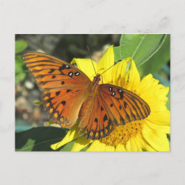 Carte Postale Papillon Fritillaire du Golfe reposant sur le tour