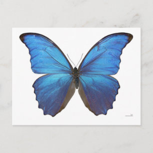 Carte Postale Papillon géant bleu Morpho