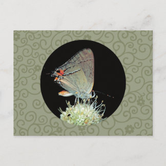 Carte Postale Papillon gris Hairstreak