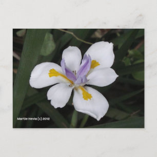 Carte Postale Papillon iris