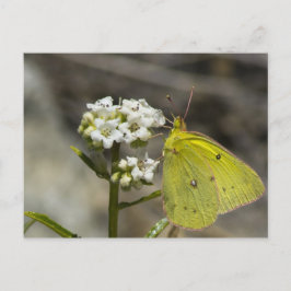 Carte Postale Papillon jaune