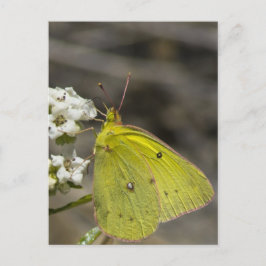 Carte Postale Papillon jaune