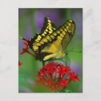 Papillon jaune et noir