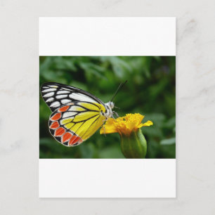 Carte Postale Papillon jaune et rouge sur Fleur Jaune