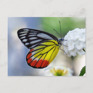 Carte Postale Papillon jaune rouge Peint Jezebel