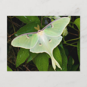 Carte Postale Papillon lune sur clématite de Carnaby