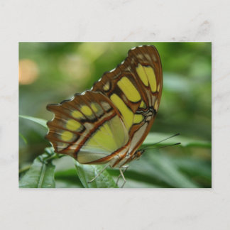 Carte postale papillon malachite