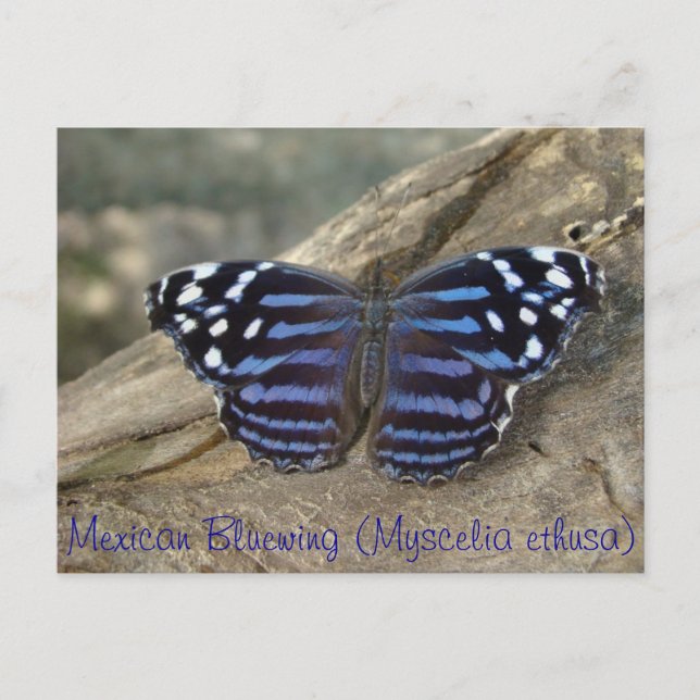 Carte Postale Papillon mexicain Bluewing (Myscelia ethusa) (Devant)