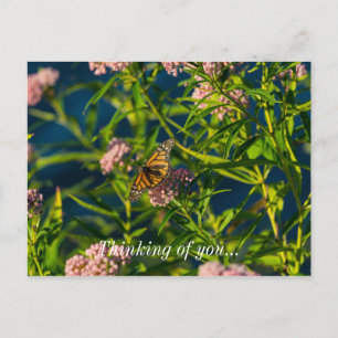 Carte postale « Papillon monarch et asclépiase »