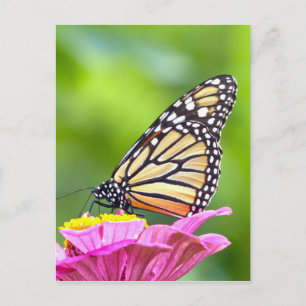 Carte Postale Papillon monarque