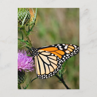 Carte Postale Papillon monarque