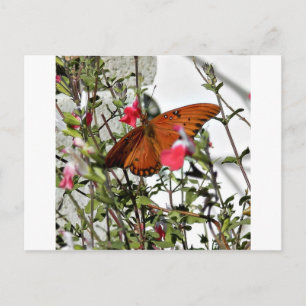 Carte Postale Papillon monarque