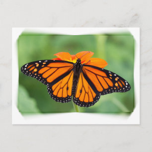 Carte Postale Papillon monarque