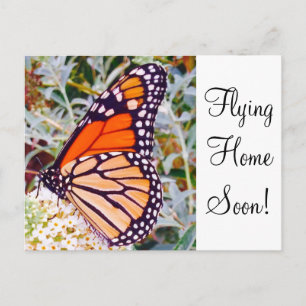 Carte Postale Papillon monarque