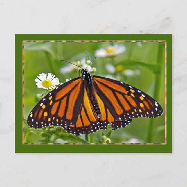 Carte Postale Papillon monarque (Devant)