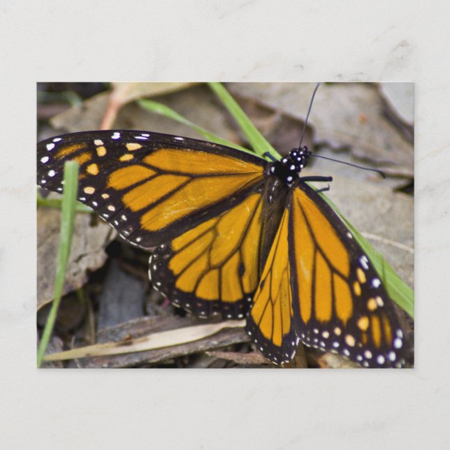 Carte Postale Papillon monarque (Devant)
