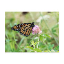 Papillon monarque