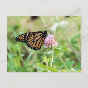 Carte Postale Papillon monarque
