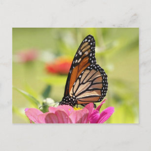 Carte Postale Papillon monarque