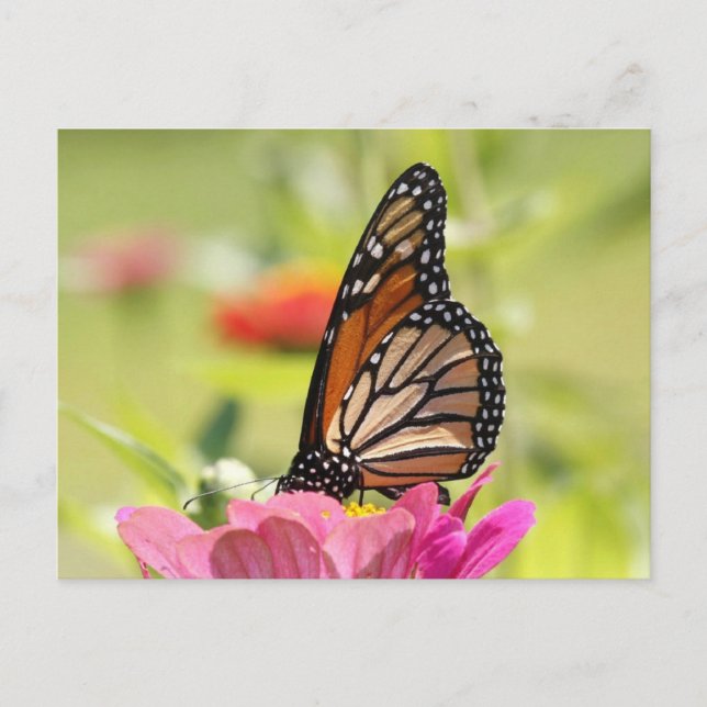 Carte Postale Papillon monarque (Devant)