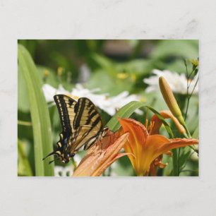 Carte postale Papillon Monarque